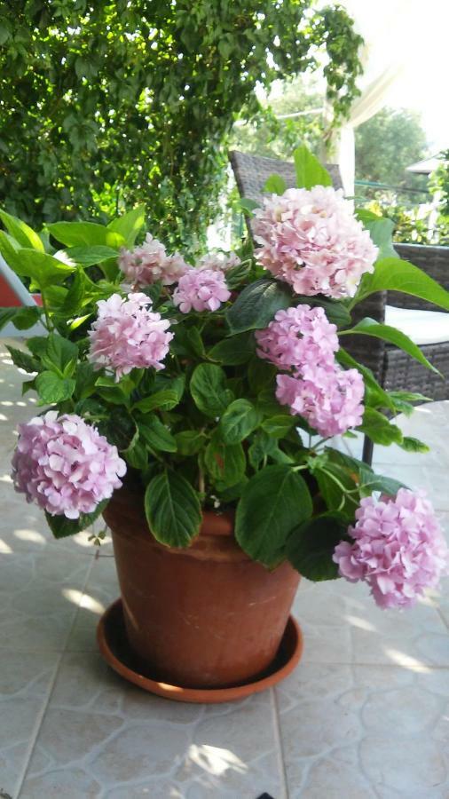Country House Rusula Vrsine Bagian luar foto